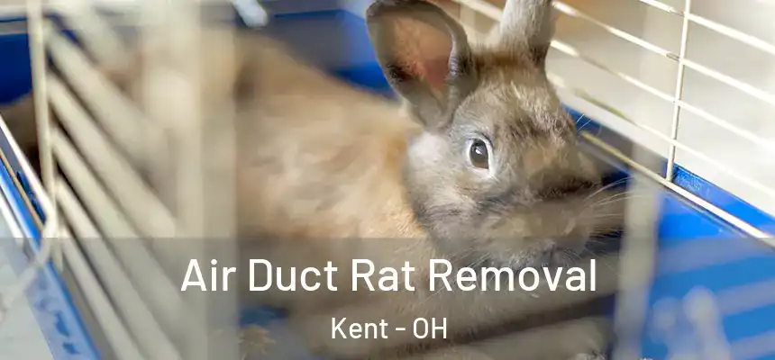  Air Duct Rat Removal Kent - OH