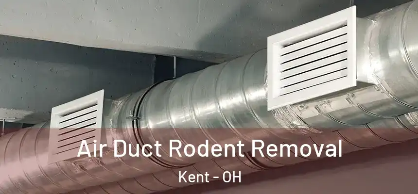  Air Duct Rodent Removal Kent - OH